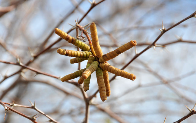Prosopis pubescens, Screw Bean Mesquite, Southwest Desert Flora Prosopis pubescens, Screw Bean Mesquite, Southwest Desert Flora